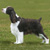 dougal